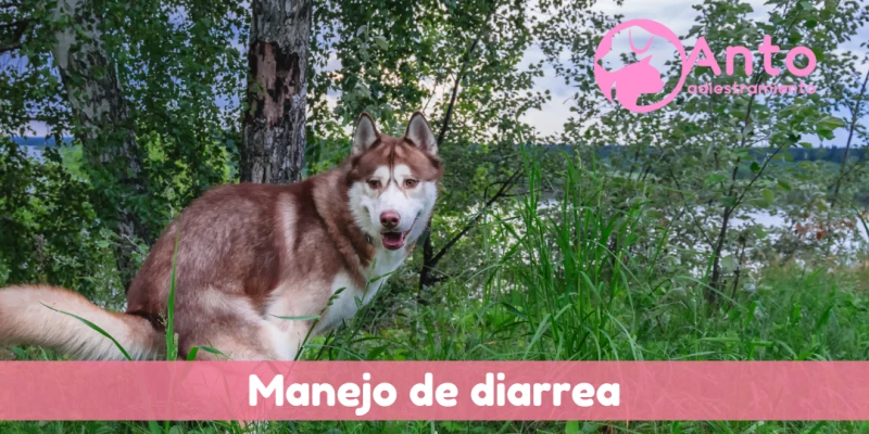 Manejo de diarrea | Significado del color de sus heces