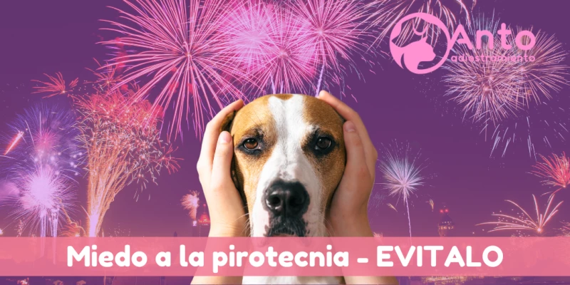Qué hacer si tu perro le tiene miedo a los fuegos artificiales | Miedo a la pirotecnia