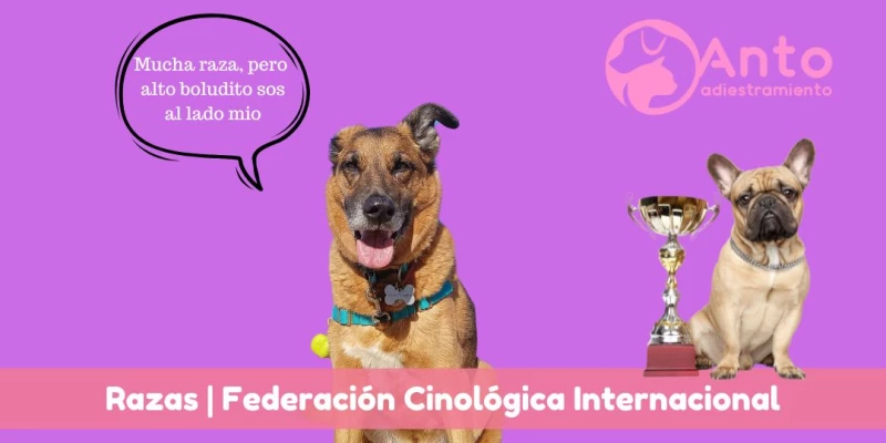Qué es la FCI | Federación Cinológica Internacional | Para qué te sirve esta información?
