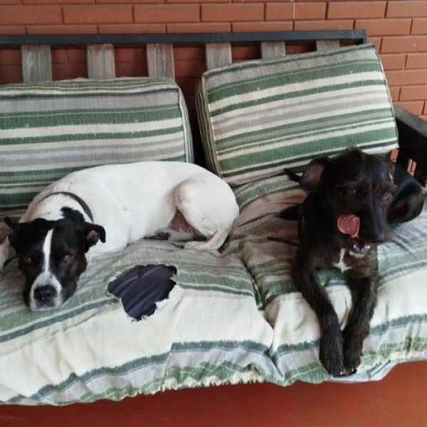 Pocho & Negrita