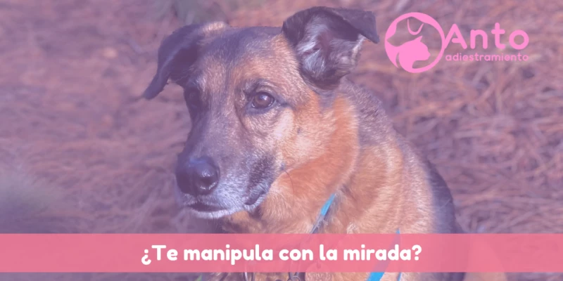 Músculo LAOM | Levator Anguli Oculi Medialis | Músculo de la ternura