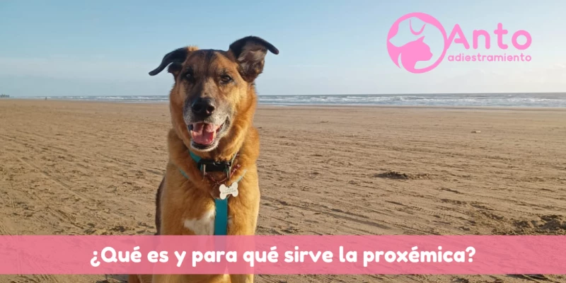 Proxémica | ¿Qué es y para qué sirve?