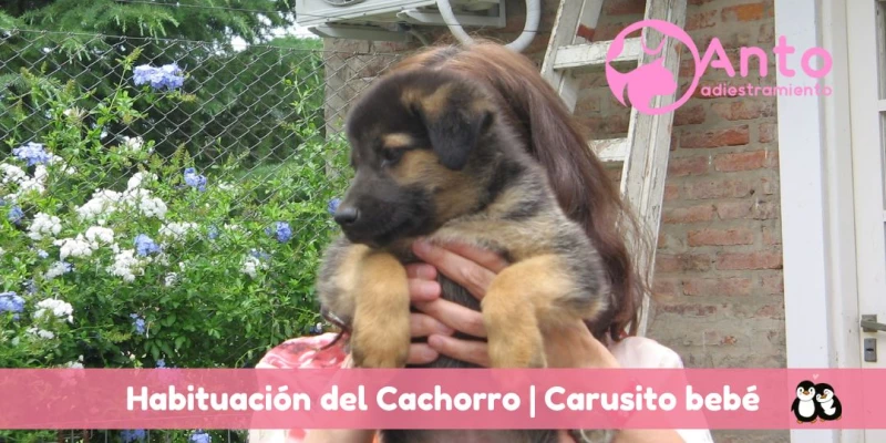 Protocolo de habituación | Especial Cachorros