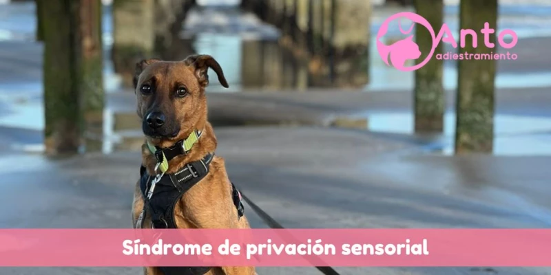 Síndrome de Privación Sensorial | ¿Qué es el SPS? ¿Cómo afecta a los perros?