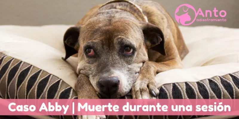 Shock Hiperadrenérgico | Caso Abby