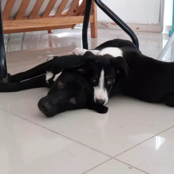 Chiquito Fidel & Camilo