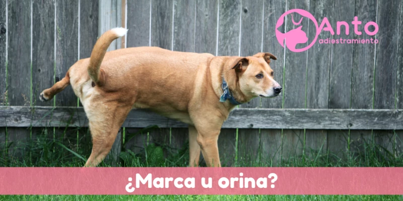 ¿Por qué levantan la pata para orinar?