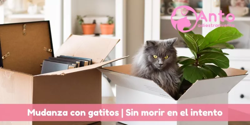 Consejos para mudanzas con gatitos
