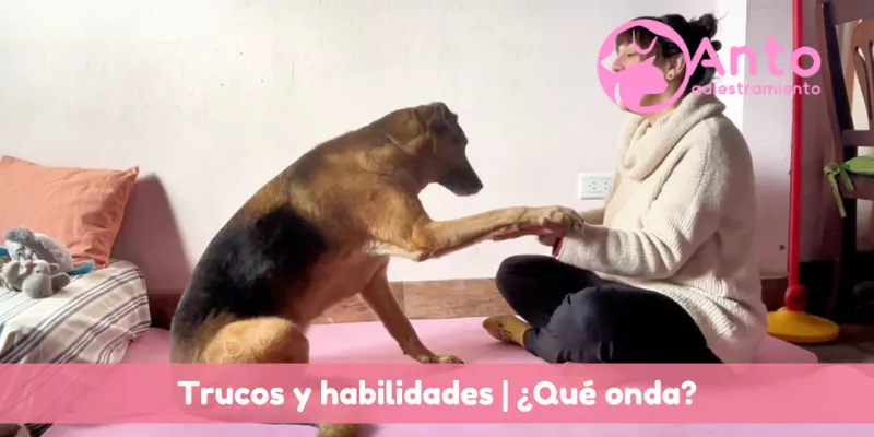¿Para qué sirve que tu perro aprenda trucos?