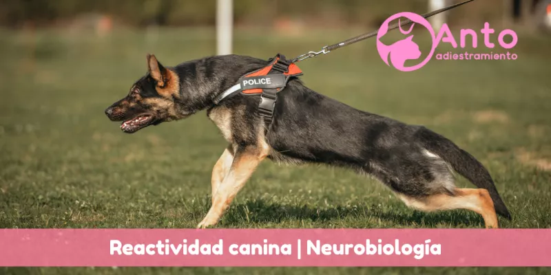Perro reactivo | Respuesta neurobiológica