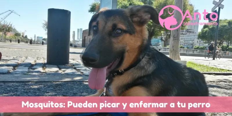 Repelente de mosquitos para perros 