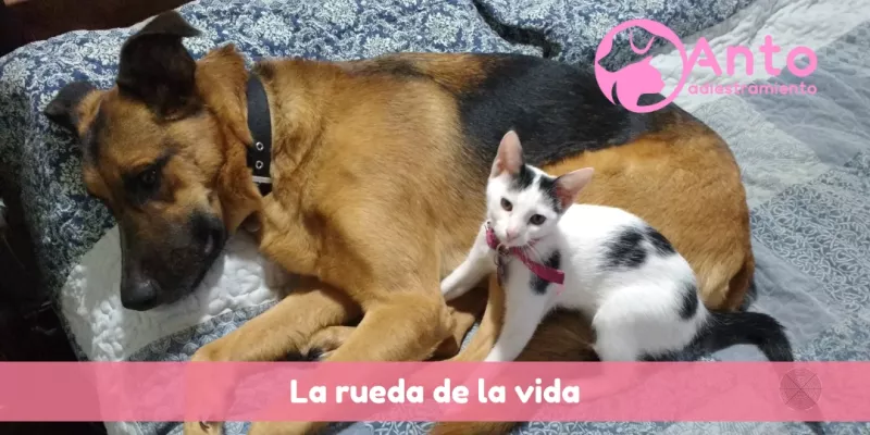 La rueda de la Vida : Perros y gatos