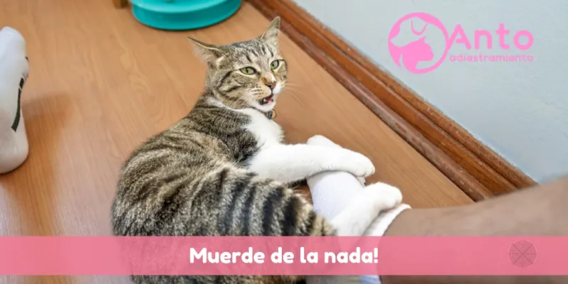 Mi gato me muerde | De la tranquilidad a la locura en 1 segundo