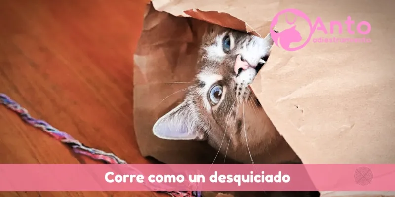 El gato enloquece de noche | Corre por todos lados
