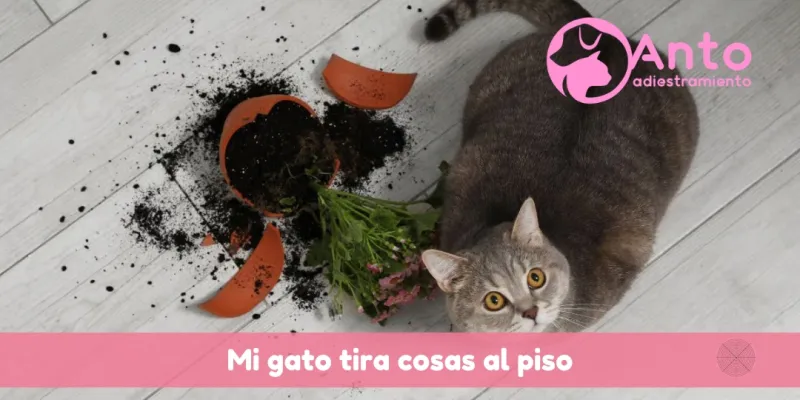 Por qué los gatos tiran objetos de la mesa? | Maldad o instinto?