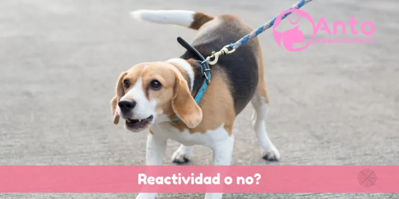No todo lo que ves es Reactividad | Tu perro es reactivo?