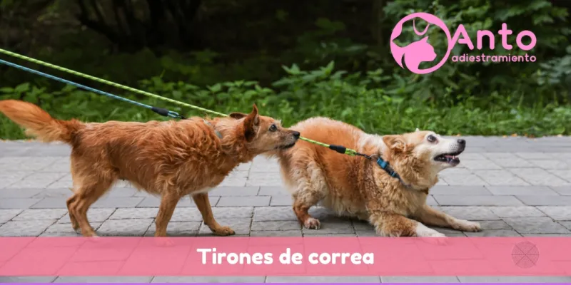 Mi perro tironea de la correa 