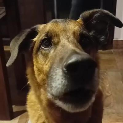 Entrenamiento canino en medios: el “perro a control remoto”