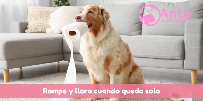 Mi perro ladra cuando se queda solo | Qué hay detrás de esta conducta?