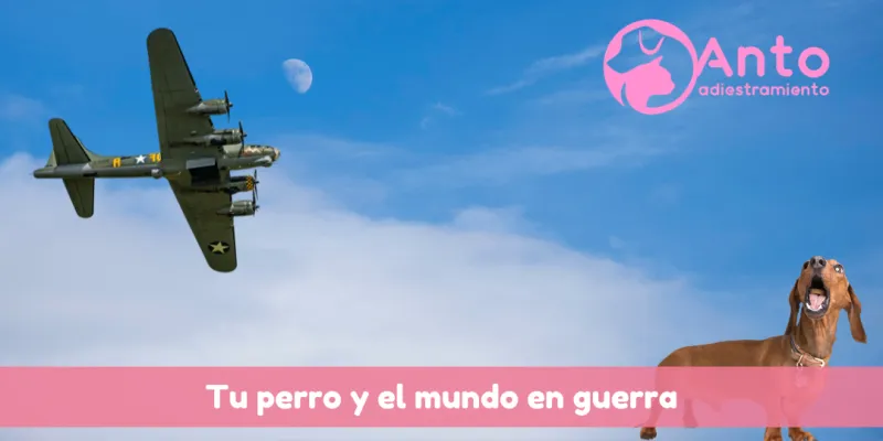 Tu perro vive en guerra