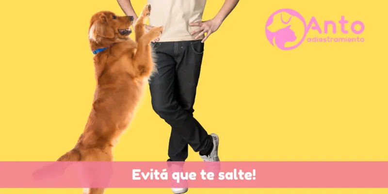 ¿Como evitar que mi perro salte sobre las personas?