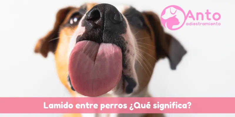 ¿Por qué mi perro lame a otros perros? Qué significa esta conducta