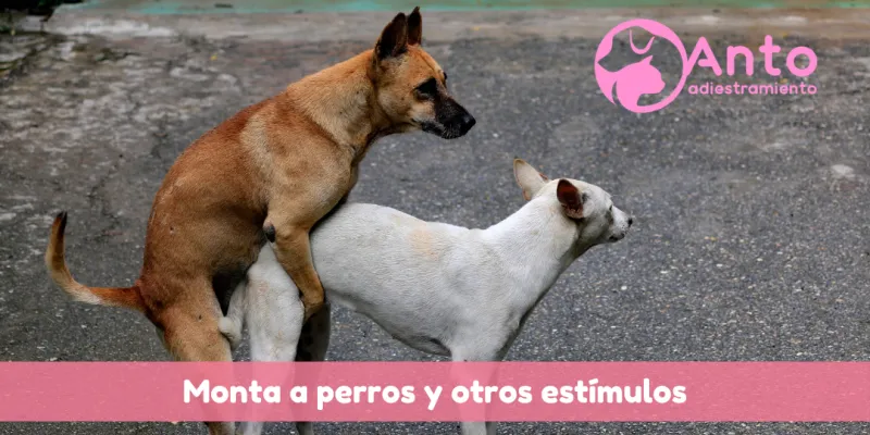¿Por qué los perros se montan entre ellos y a las personas?