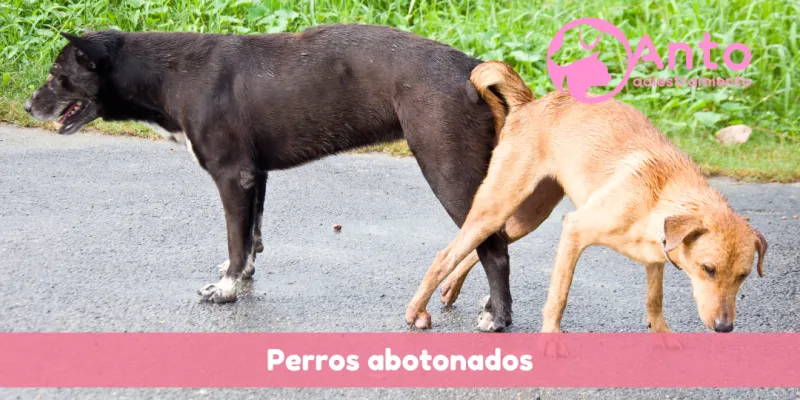 ¿Cómo separar a dos perros abotonados? ¿Por qué dos perros quedan enganchados?