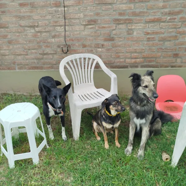 Fili, Luna & Tino