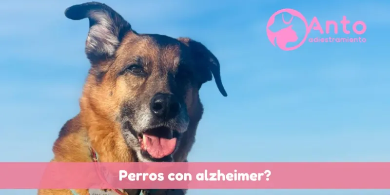 ¿Como saber si un perro tiene alzheimer? ¿y qué se puede hacer?