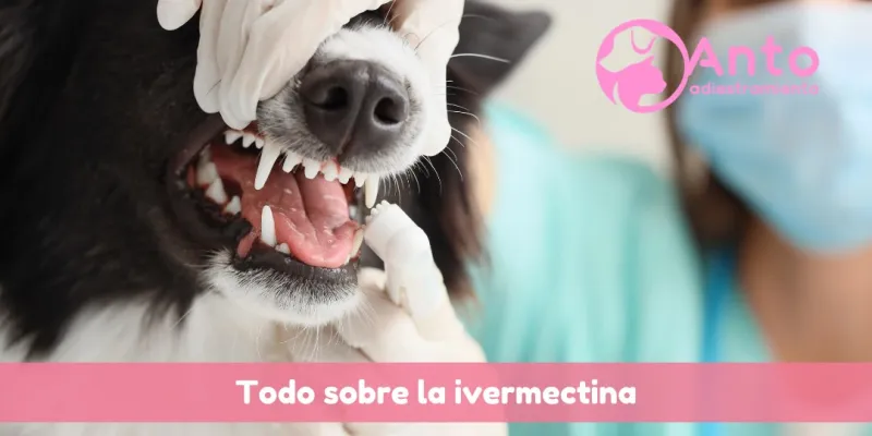 Ivermectina para perros: ¿Qué es, para qué sirve, qué efectos tiene?