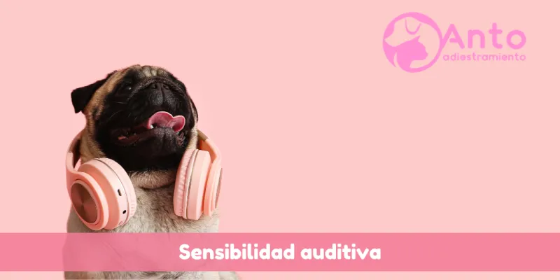 ¿Por qué tu perro se asusta con ruidos? ¿Tu perro le tiene miedo a los sonidos?