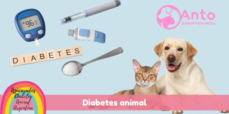 ¿Cómo se diagnostica y cuáles son los síntomas de la diabetes en perros y gatos?