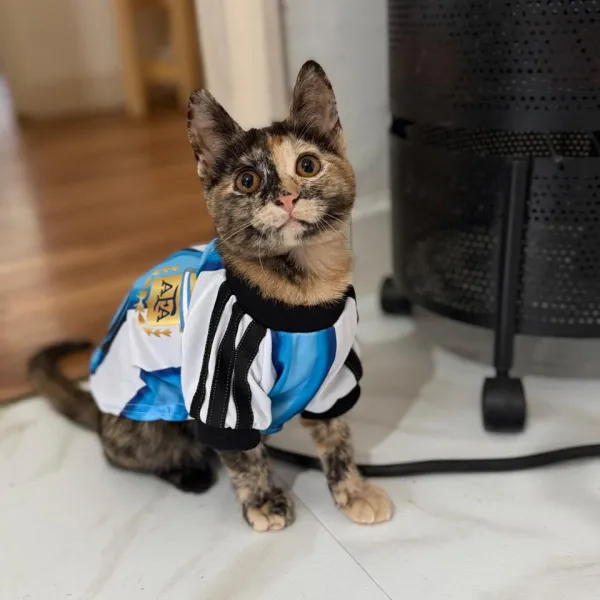 Pirita y Amatista