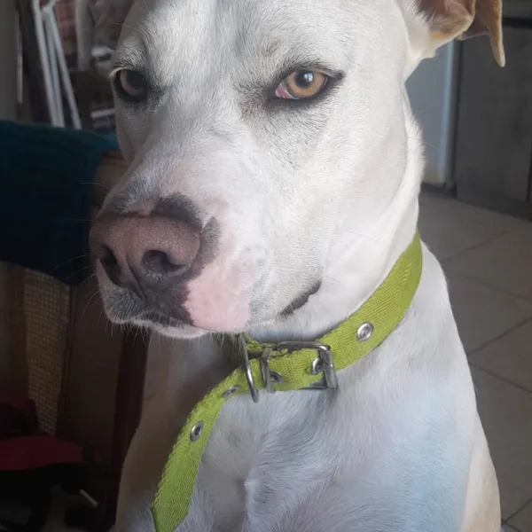 Laika