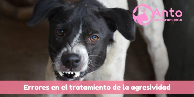 ¿Cómo tratar un perro agresivo? 7 errores que debes evitar