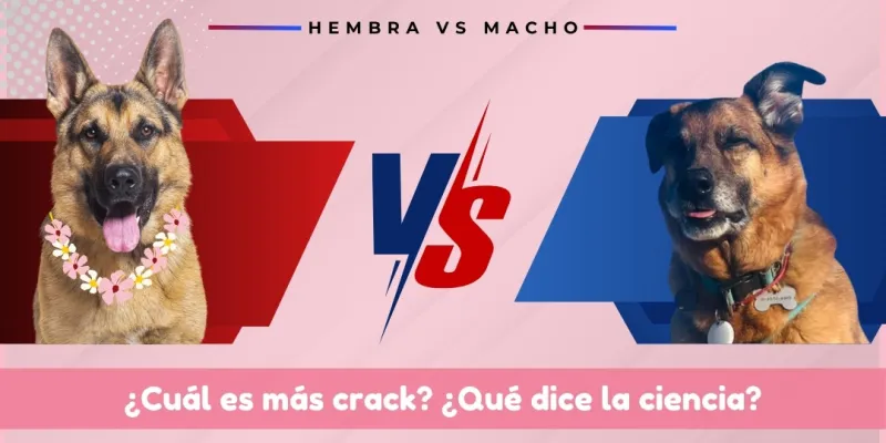 ¿Cuál es más inteligente? ¿La perra o el perro?