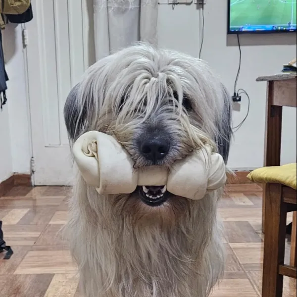 Beethoven