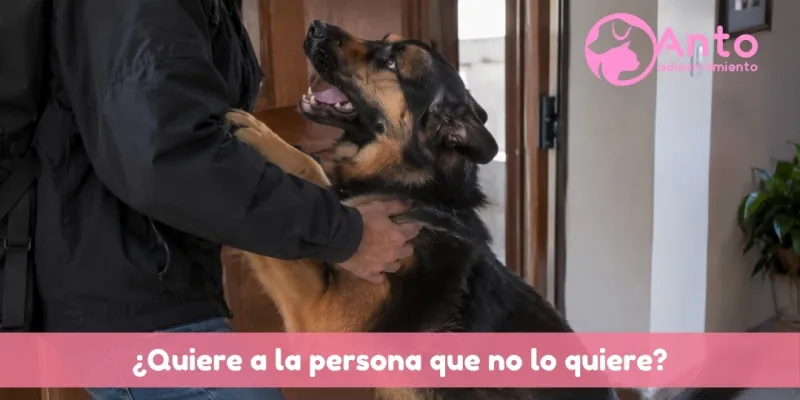 ¿Por qué los perros se ponen contentos y quieren a la persona que los maltrata?
